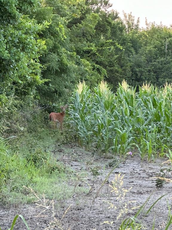 917 Marlow Road Bells, TX 75414 - Photo 39 of 40 a view of a forest that has a tree