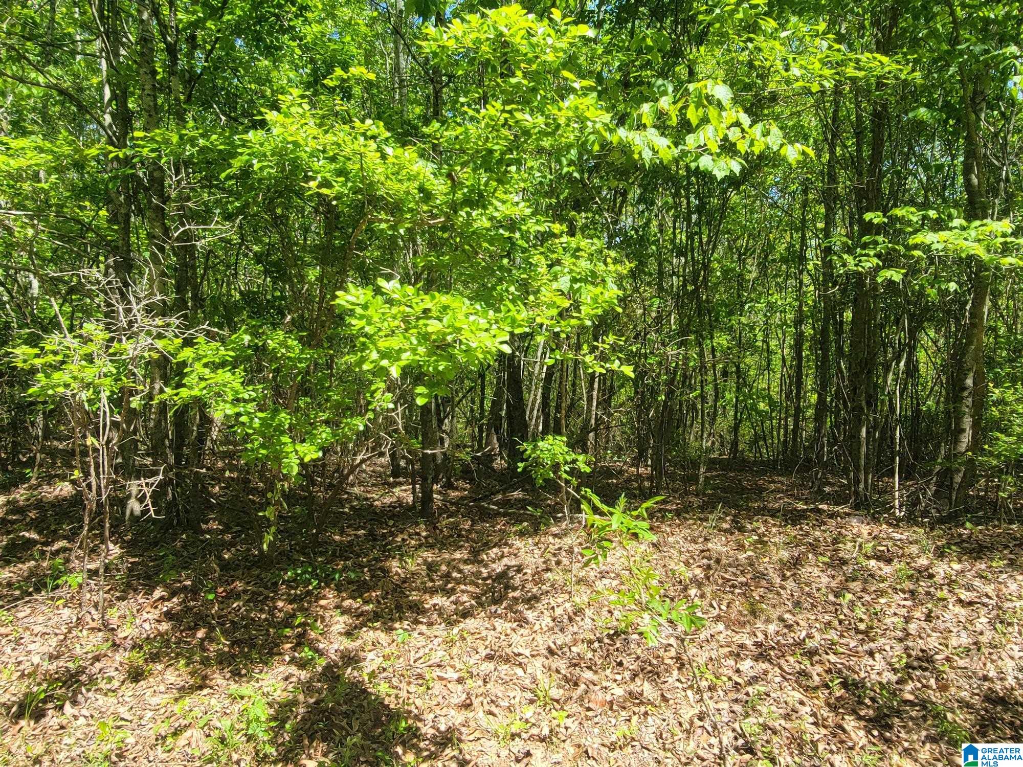 73 County Road 73, Unit 20003000 Randolph, AL 36792 - Photo 6 of 13