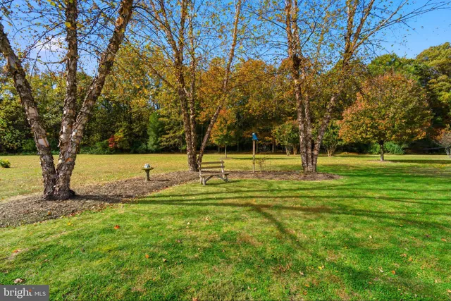 a view of a park with large trees