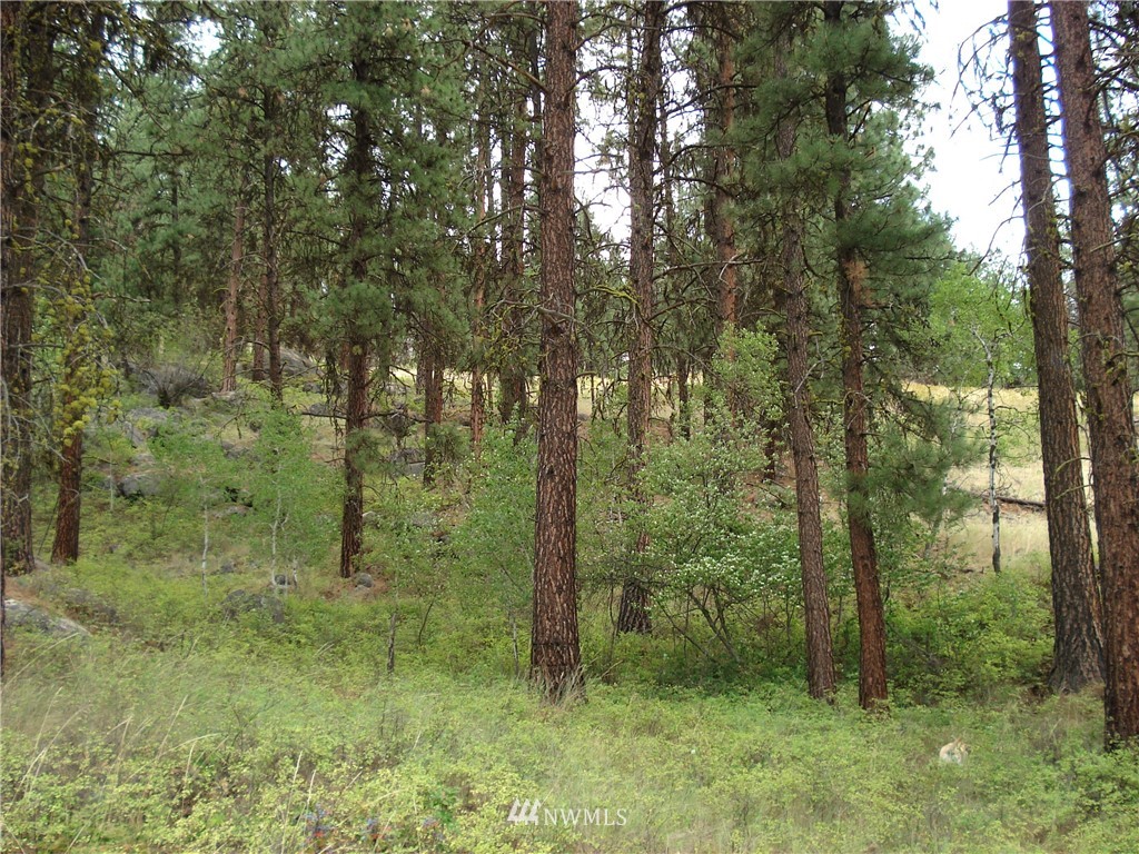 24 Coralee Loop Curlew, WA 99118 - Photo 6 of 40 Gallery Image 6