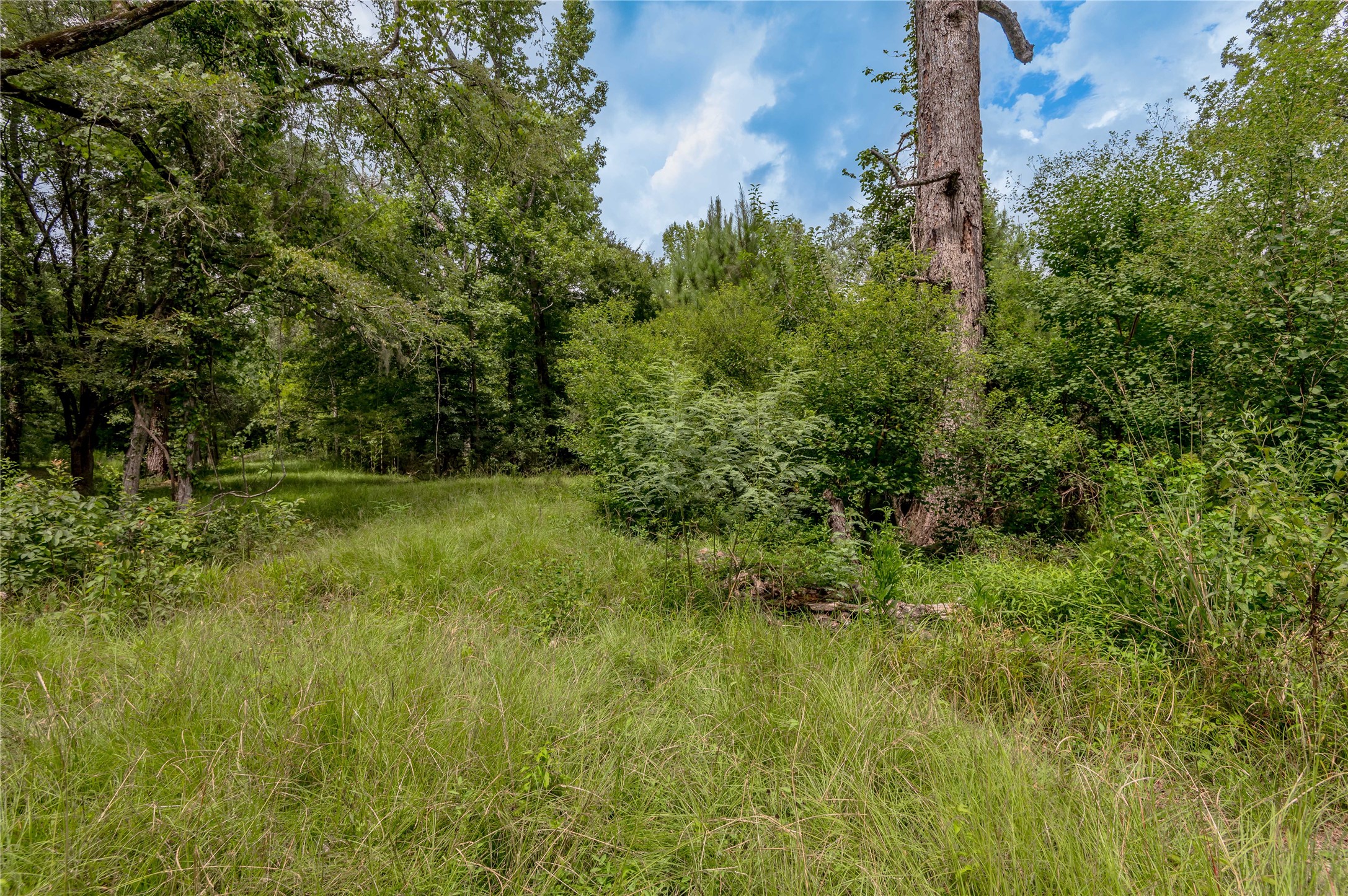 438 Cody Road Trinity, TX 75862 - Photo 19 of 50 A lush, wooded area with dense greenery and tall trees, offering a serene, natural setting perfect for privacy and tranquility.