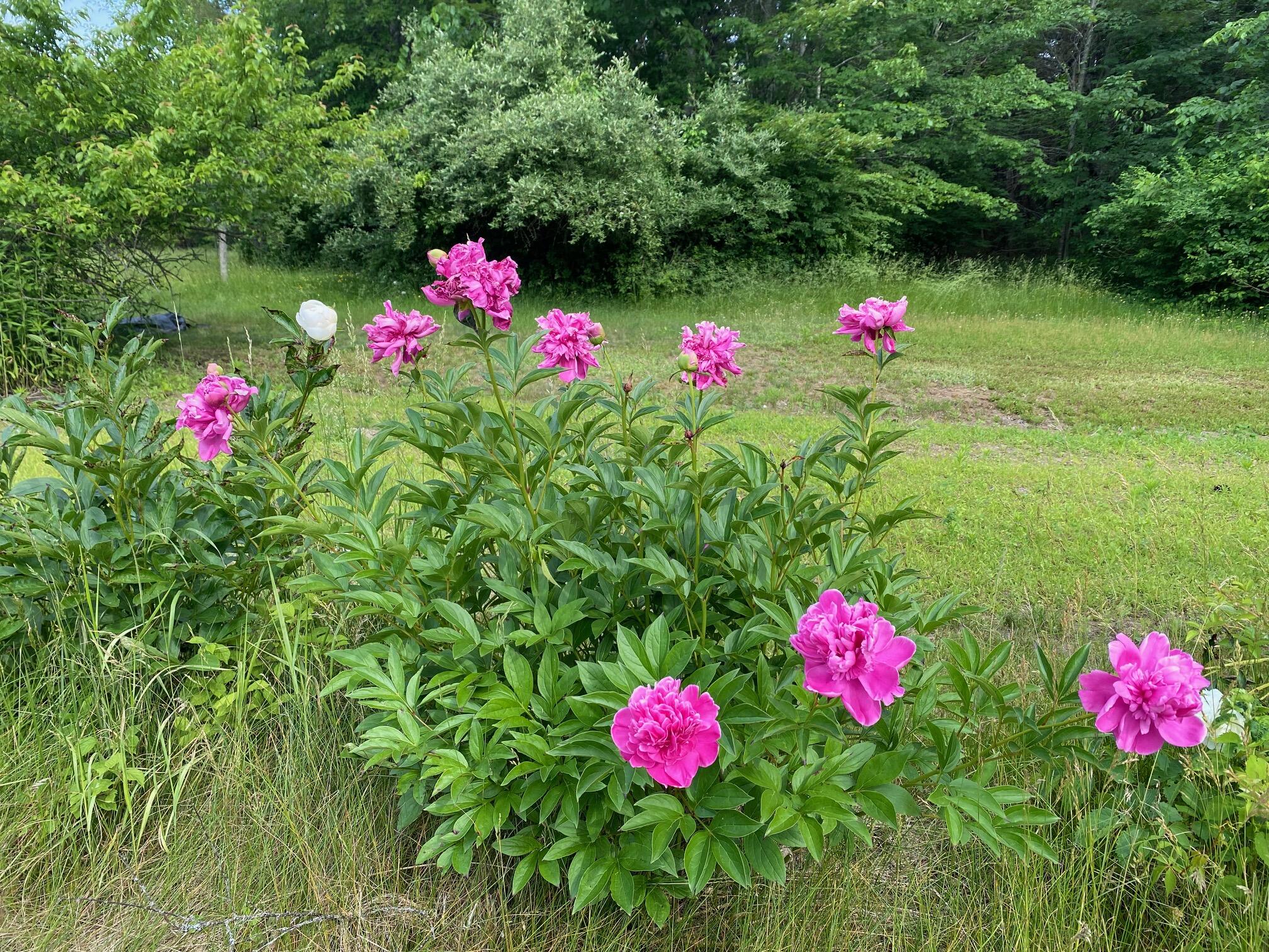 35 Parker Farm Road Buxton, ME 04093 - Photo 6 of 38 Flowers