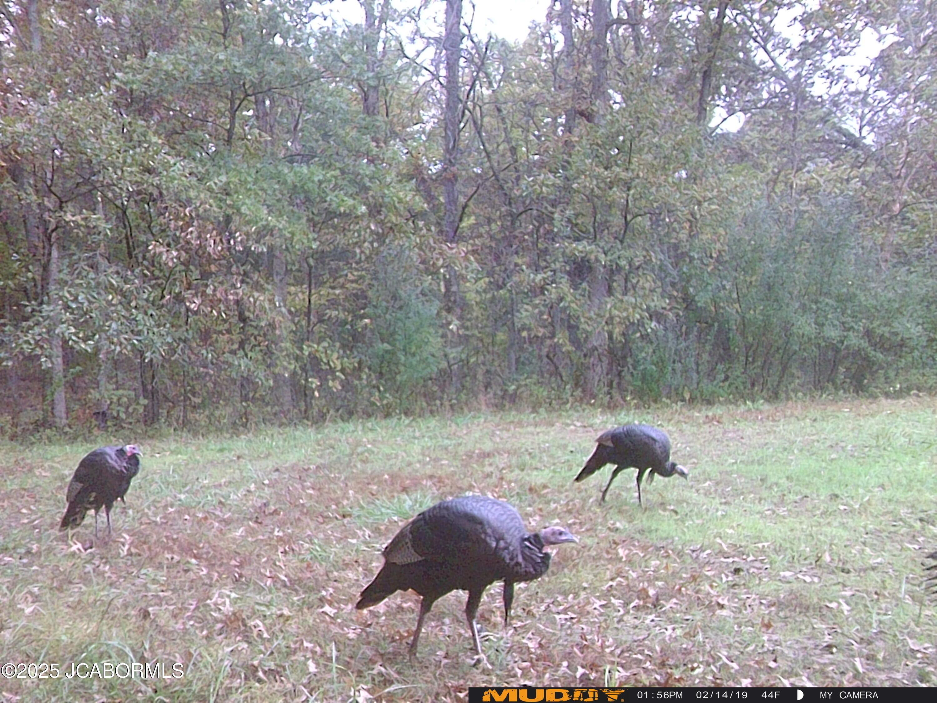0 Callaway County Road Auxvasse, MO 65231 - Photo 14 of 16