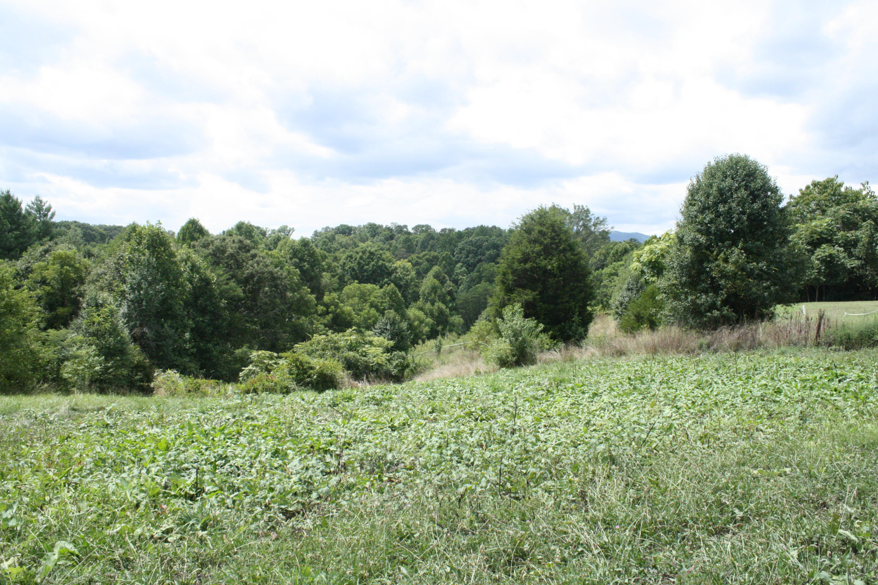1048 Veteran Road Vinton, VA 24179 - Photo 3 of 13 a view of a lush green forest with trees in the background