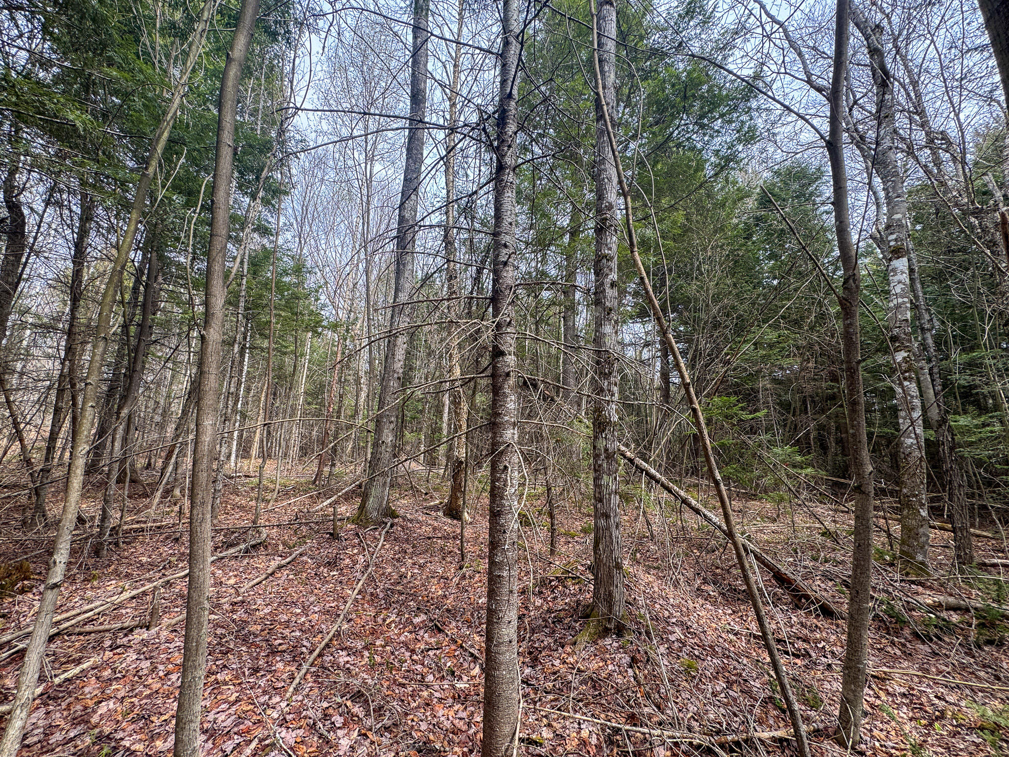 Lot 25 Woodland Ridge Road Danforth, ME 04424 - Photo 9 of 19