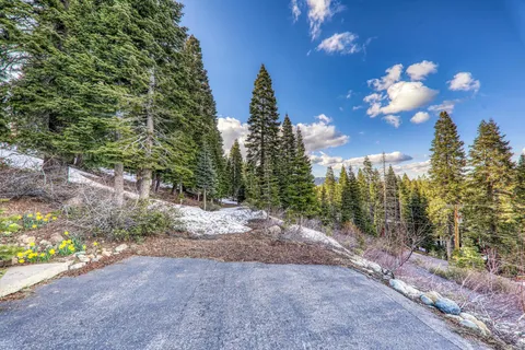 a view of a yard with tree s