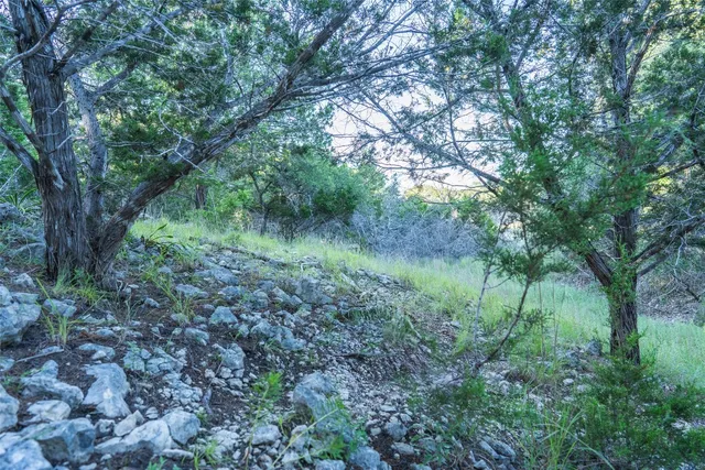 a view of a lush green forest