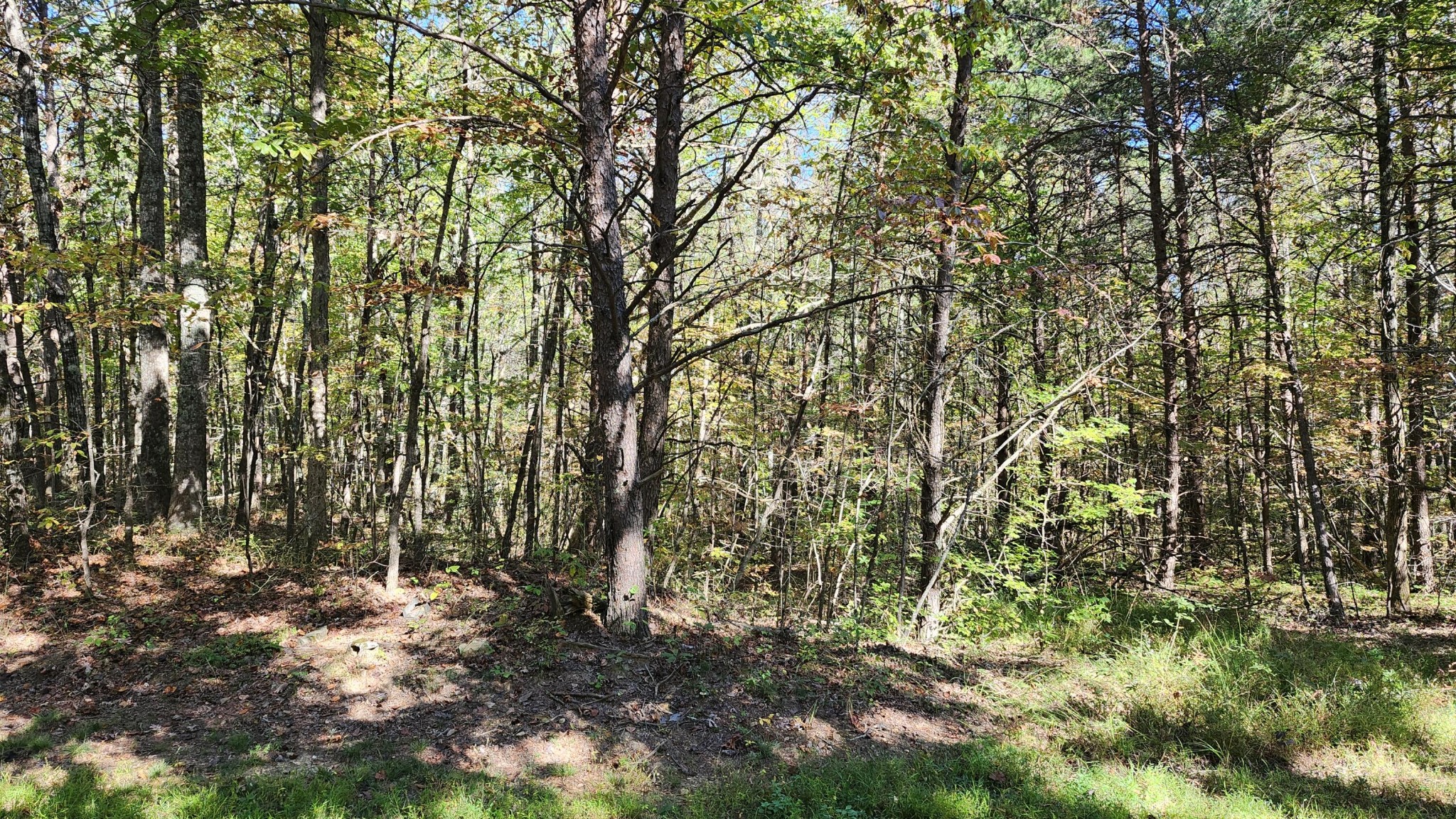 0 Tipple Road Tracy City, TN 37387 - Photo 3 of 15 a view of a yard with large trees