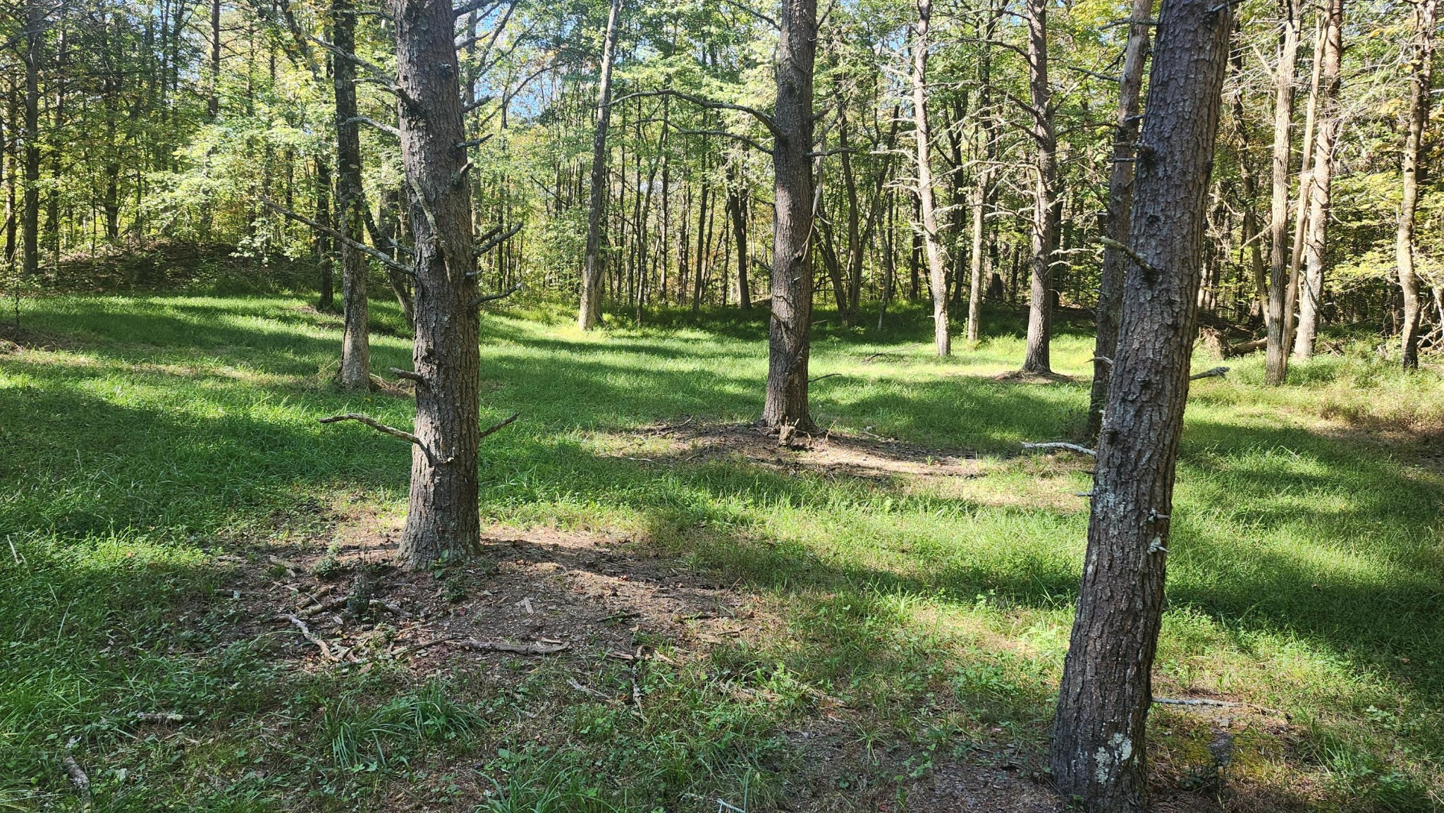 0 Tipple Road Tracy City, TN 37387 - Photo 5 of 15 a view of a trees in a yard