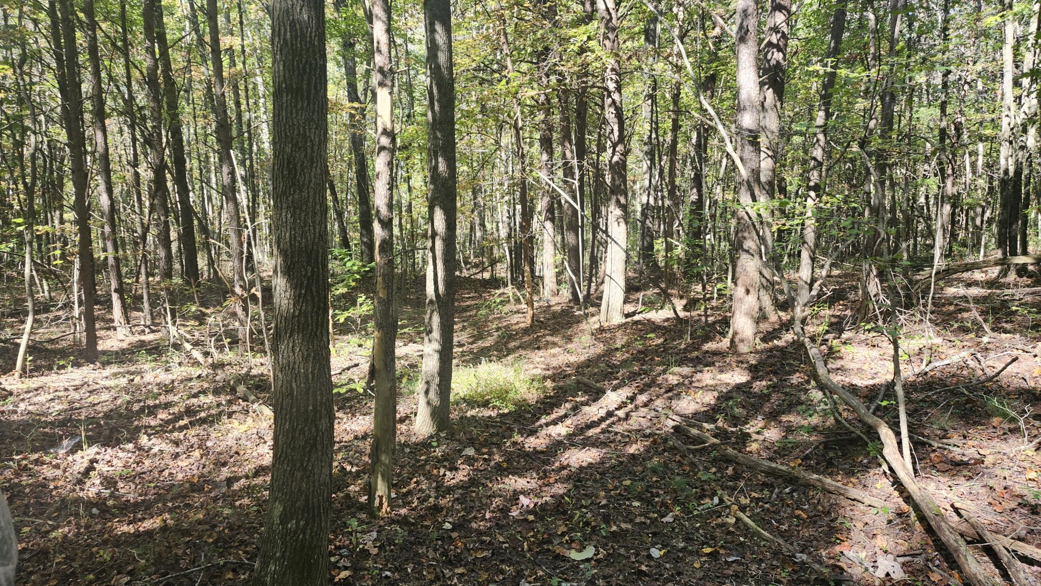 0 Tipple Road Tracy City, TN 37387 - Photo 9 of 15 a view of yard