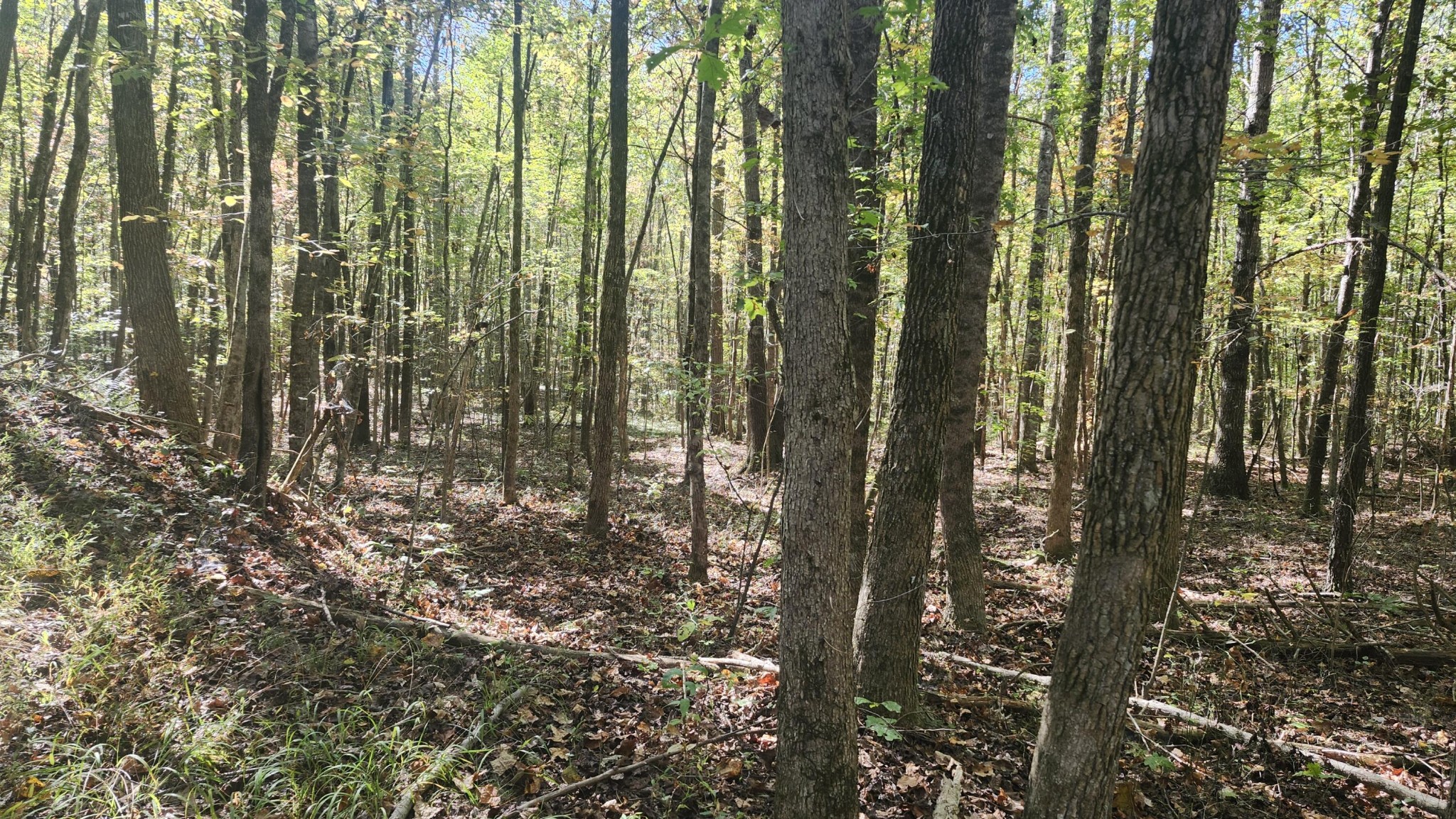 0 Tipple Road Tracy City, TN 37387 - Photo 10 of 15 a view of a forest that has large trees