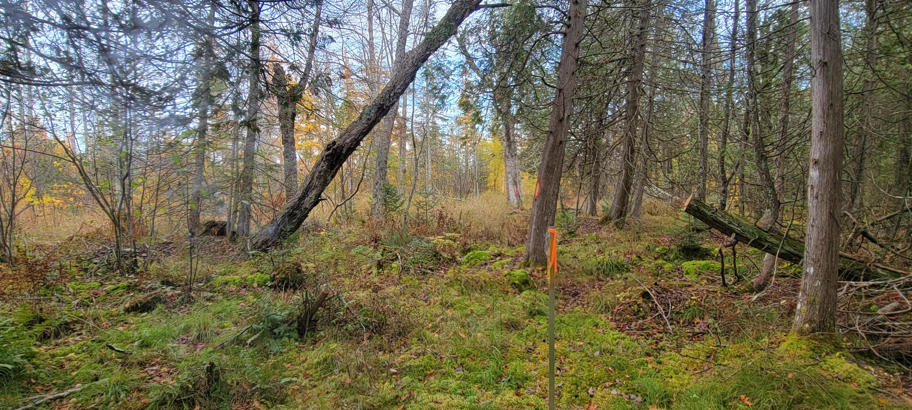 Lot 1 Brevort Camp Road Moran, MI 49760 - Photo 18 of 66 Gallery Image 18