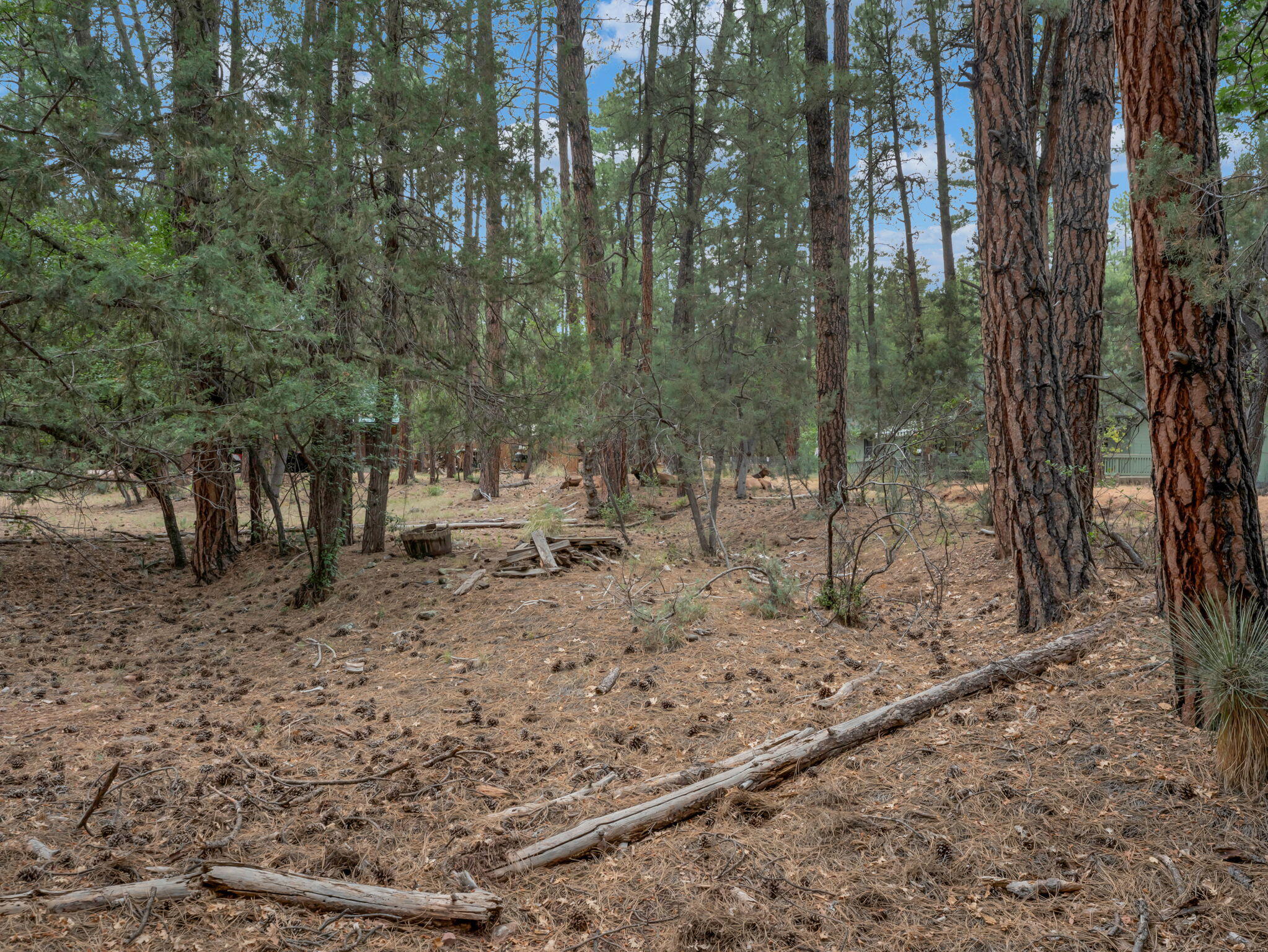 6368 Sharyn Road Pine, AZ 85544 - Photo 29 of 39