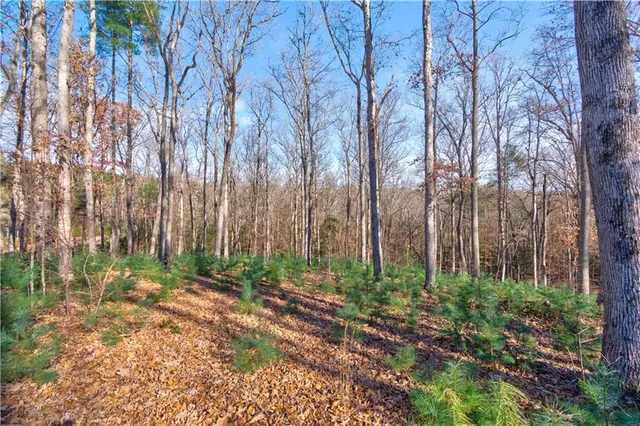 a close up of a plant in a garden