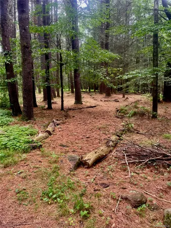 a view of a road with plants and trees