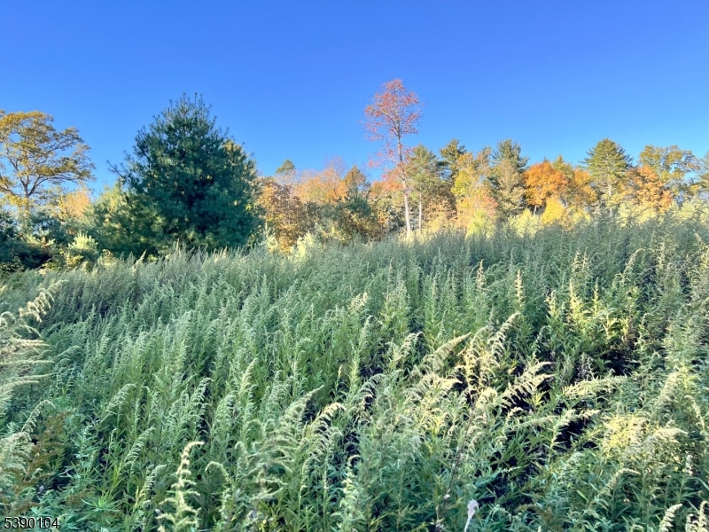638 Sleepy Hollow Road Montague, NJ 07827 - Photo 13 of 20 a view of a bunch of trees