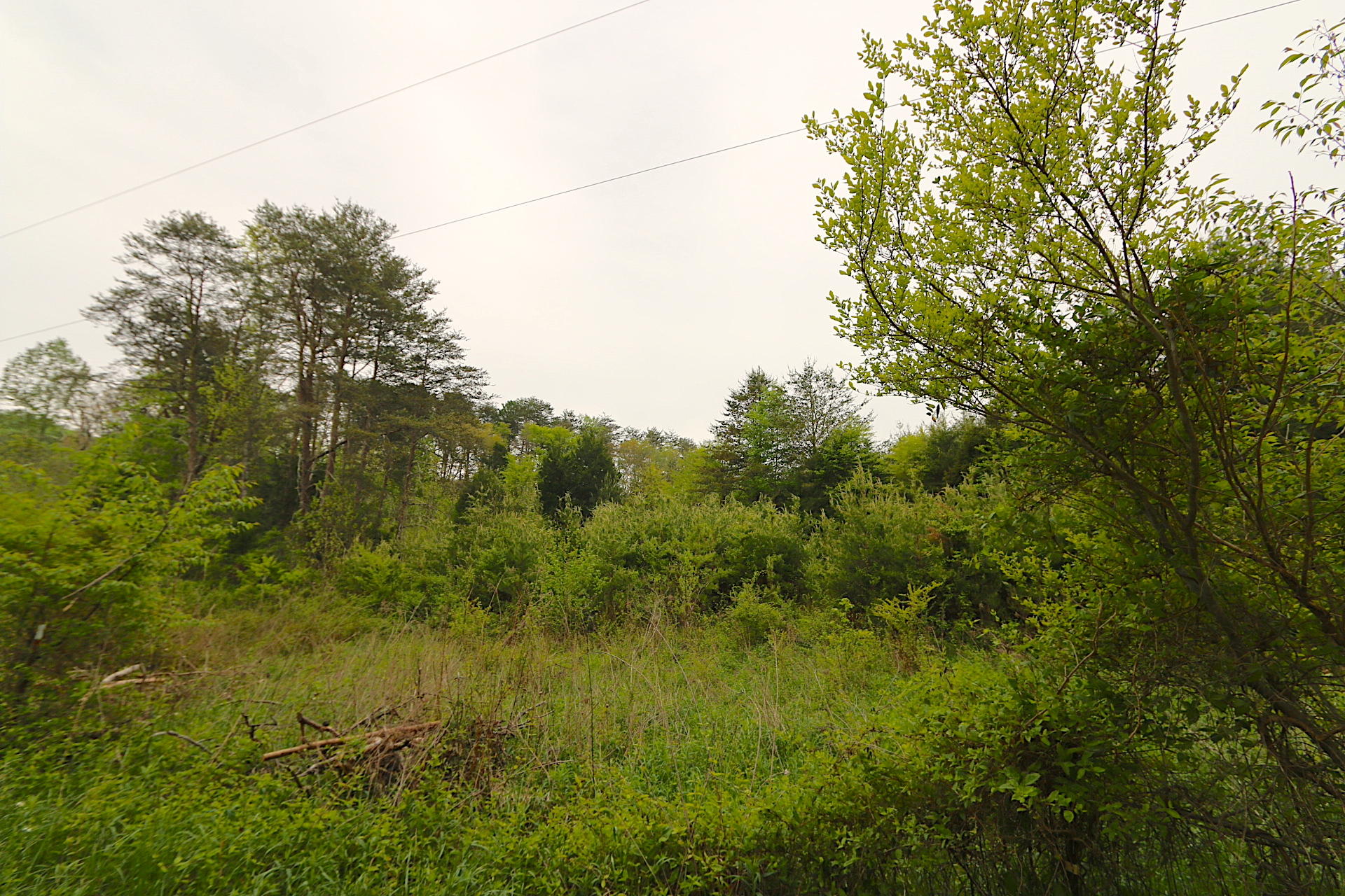 1 Charlie Road Tellico Plains, TN 37385 - Photo 11 of 15 IMG_8723