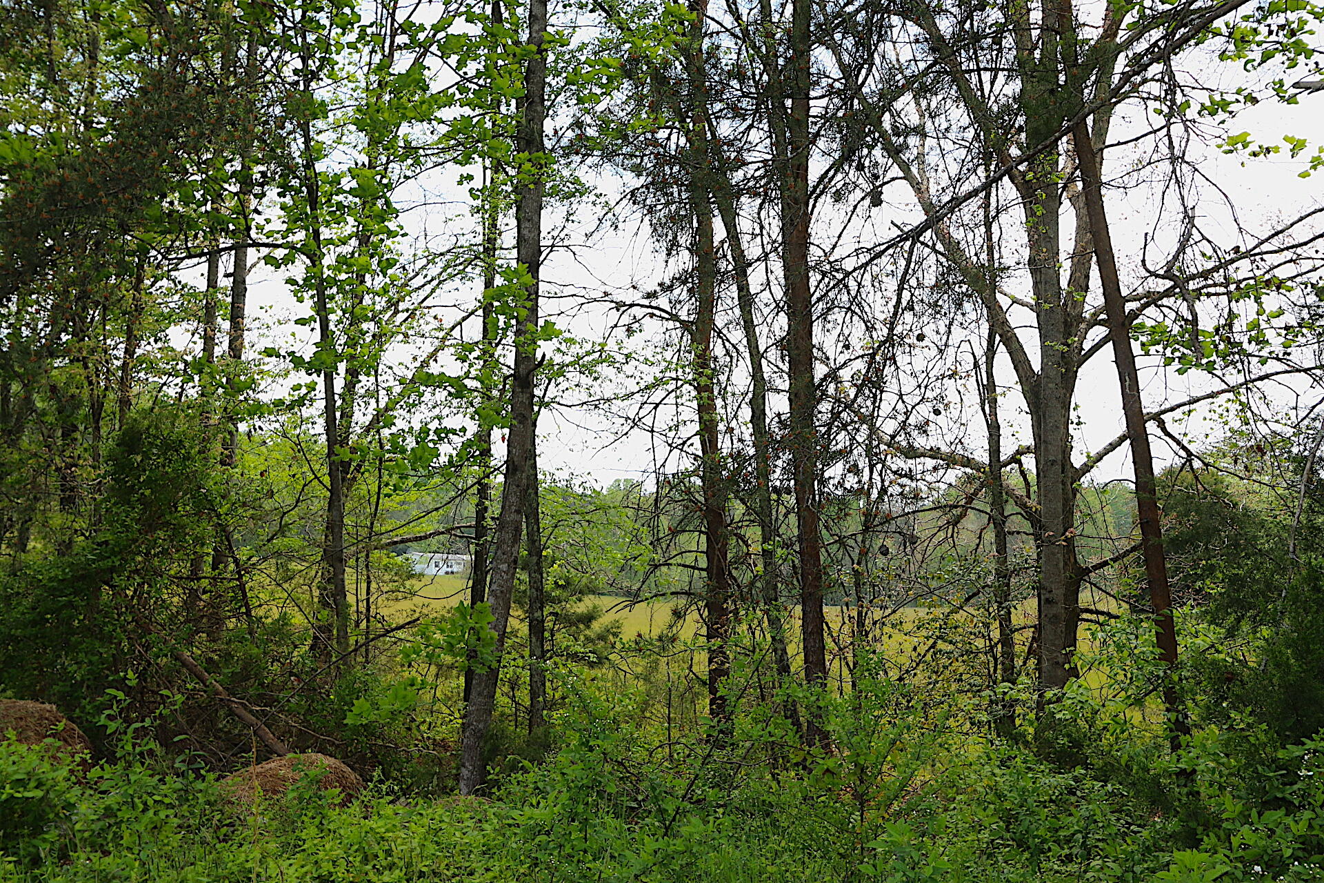 1 Charlie Road Tellico Plains, TN 37385 - Photo 13 of 15 IMG_9035