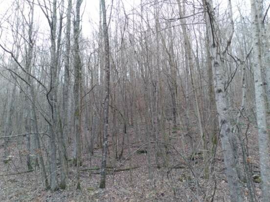 1 Ward Hill Road Holladay, TN 38341 - Photo 5 of 6 a close up of a plant in a yard