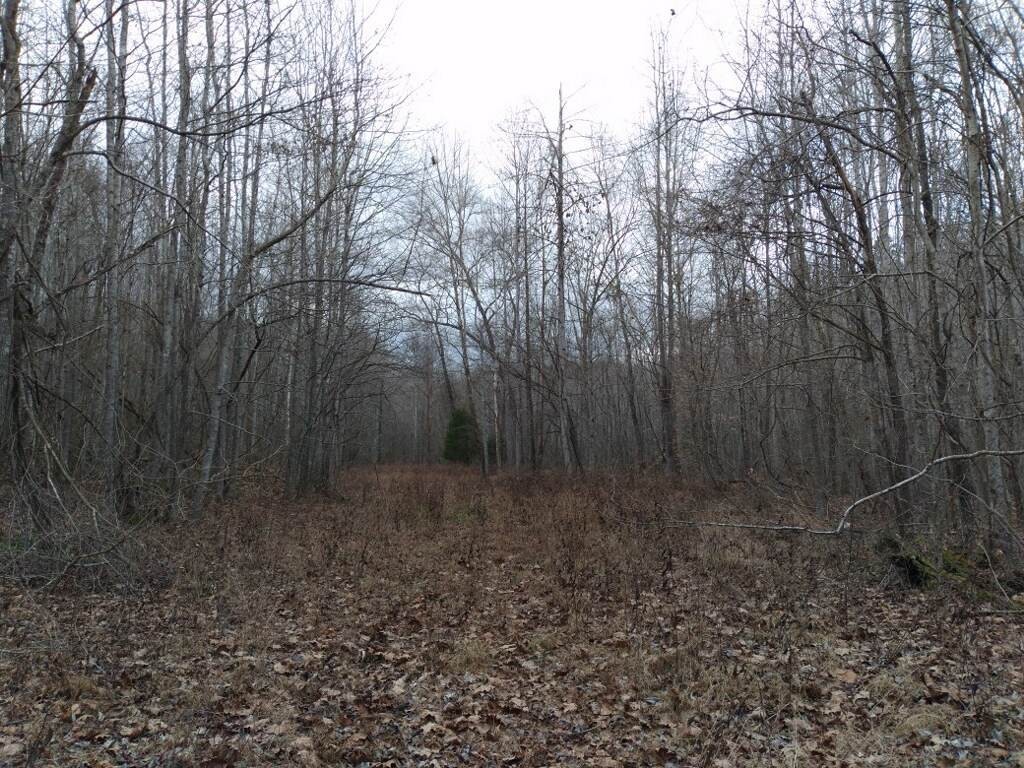 1 Ward Hill Road Holladay, TN 38341 - Photo 6 of 6 a view of a yard