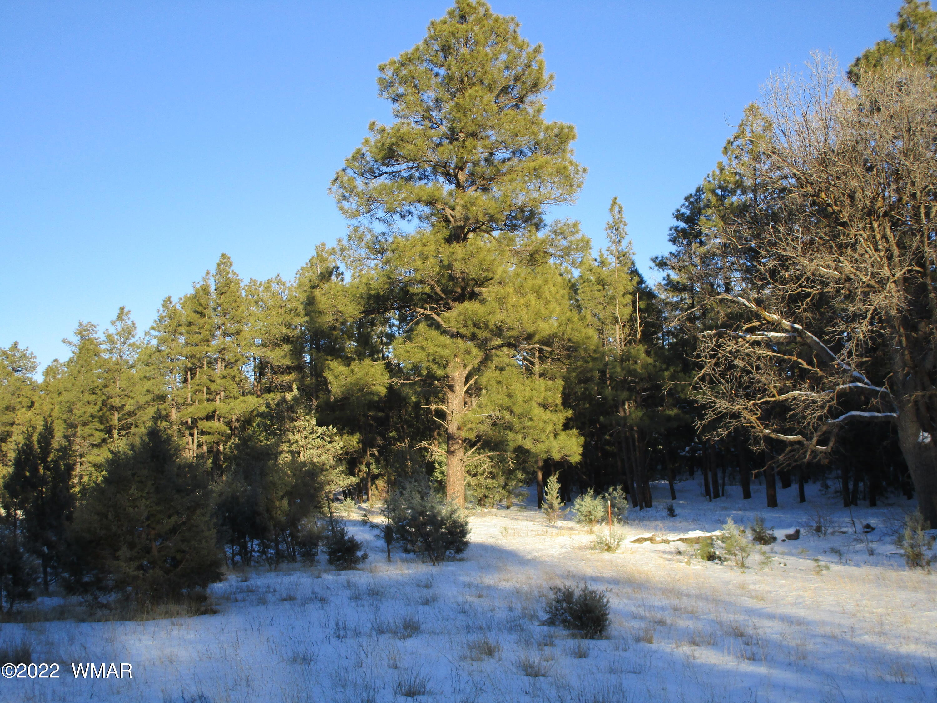 Tbd Lyerly Way Lakeside, AZ 85929 - Photo 10 of 10
