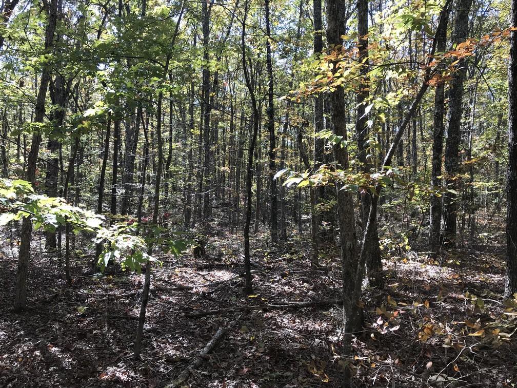 Lot 94 East Bluff Road Pikeville, TN 37367 - Photo 8 of 14 IMG_0505