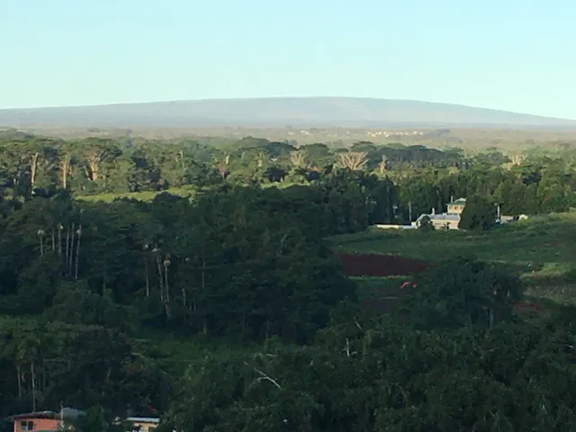 a view of a city with lush green forest