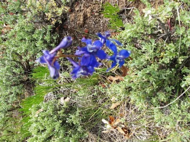 $359,000 | Tbd Peninsula Drive, Placerville, CO 81430