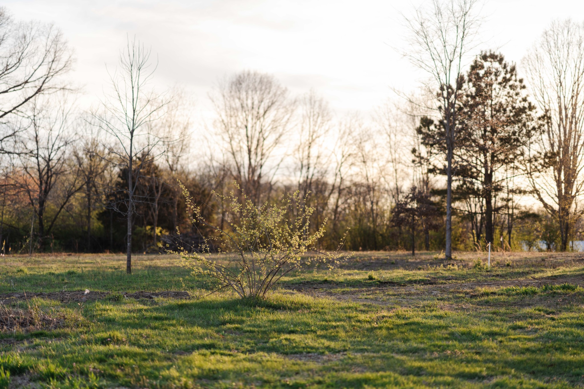 7265 Deer Ridge Road Fairview, TN 37062 - Photo 8 of 19