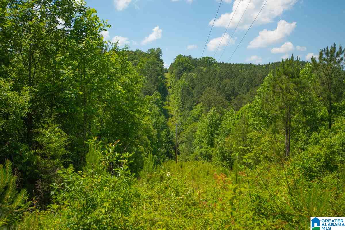0 County Road 40, Unit 1 Arley, AL 35541 - Photo 5 of 11
