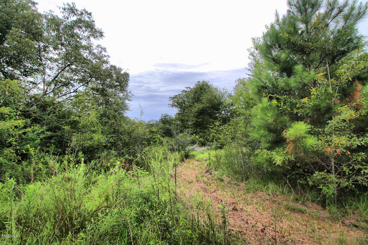 3-acres Easley Road Lucedale, MS 39452 - Photo 12 of 28 IMG_9921