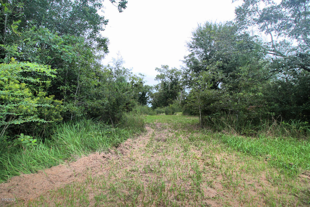 3-acres Easley Road Lucedale, MS 39452 - Photo 6 of 28 IMG_9913