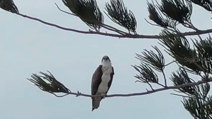 9397 Midnight Pass Road, Unit P3 Sarasota, FL 34242 - Photo 53 of 74