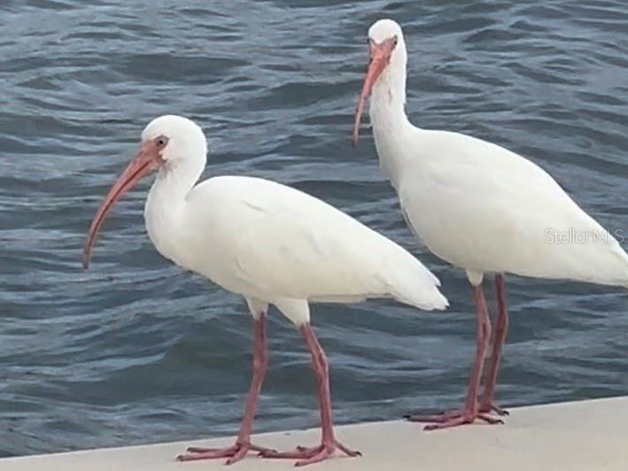 9397 Midnight Pass Road, Unit P3 Sarasota, FL 34242 - Photo 55 of 74