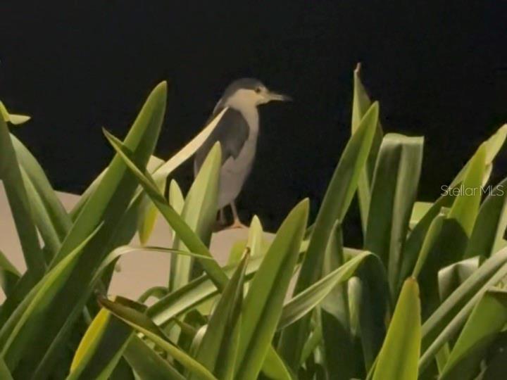 9397 Midnight Pass Road, Unit P3 Sarasota, FL 34242 - Photo 58 of 74