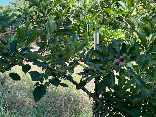 0 Crestview Drive Murphys, CA 95247 - Photo 17 of 53