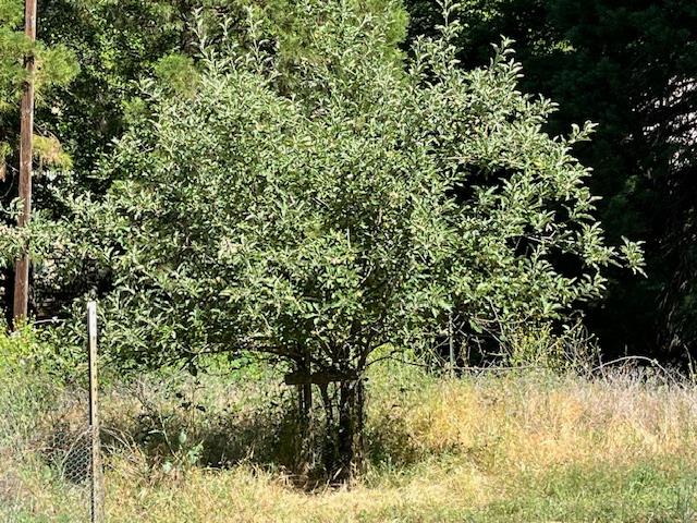 0 Crestview Drive Murphys, CA 95247 - Photo 18 of 53