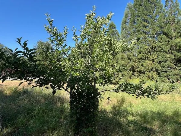 a plant