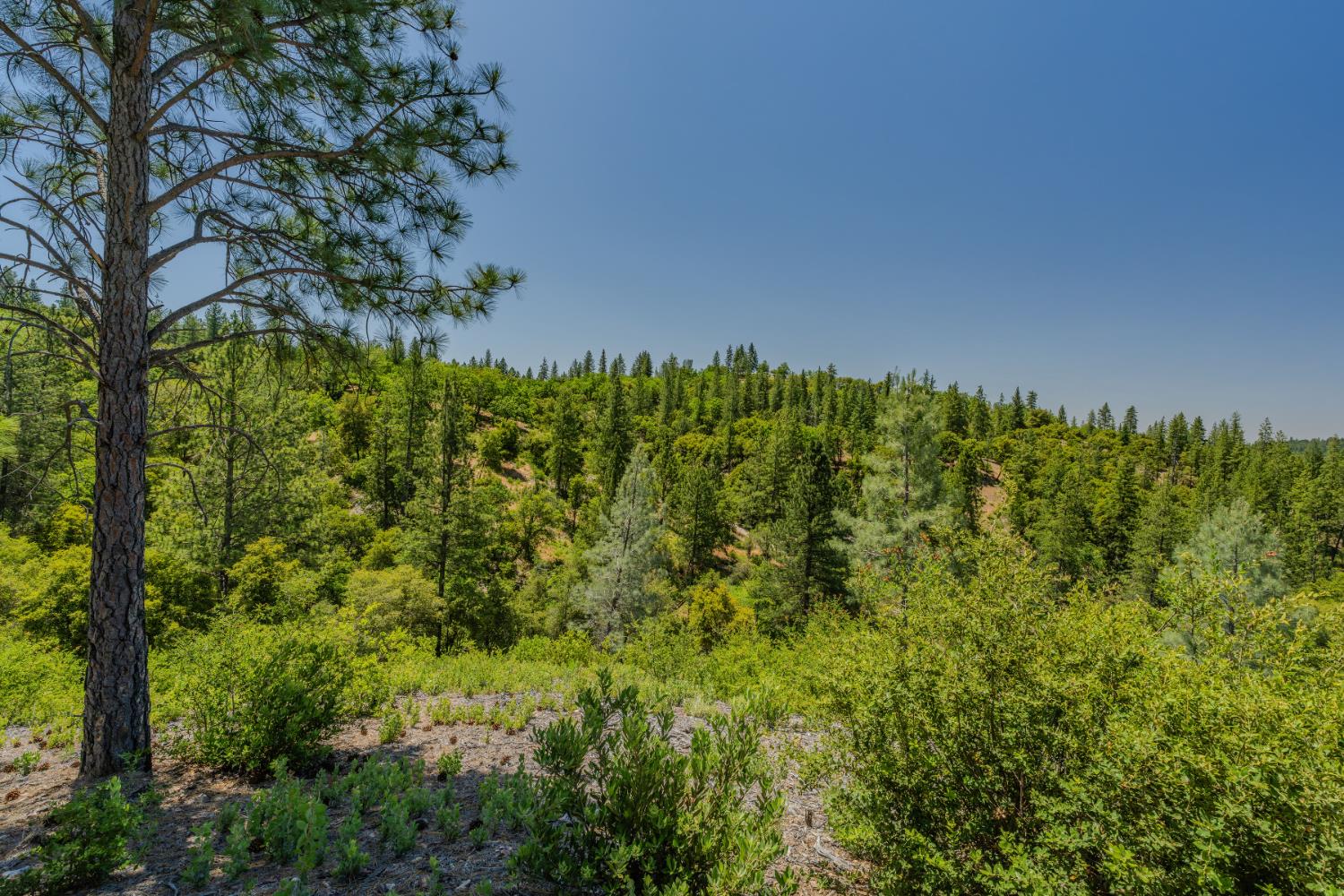 Undisclosed Address Murphys, CA 95247 - Photo 36 of 52 a view of a bunch of trees