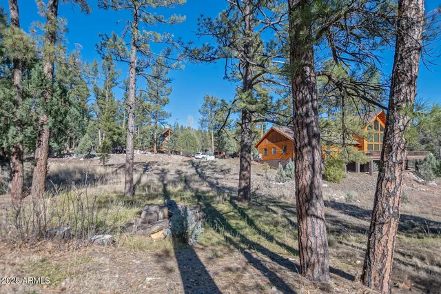 a view of a forest filled with trees