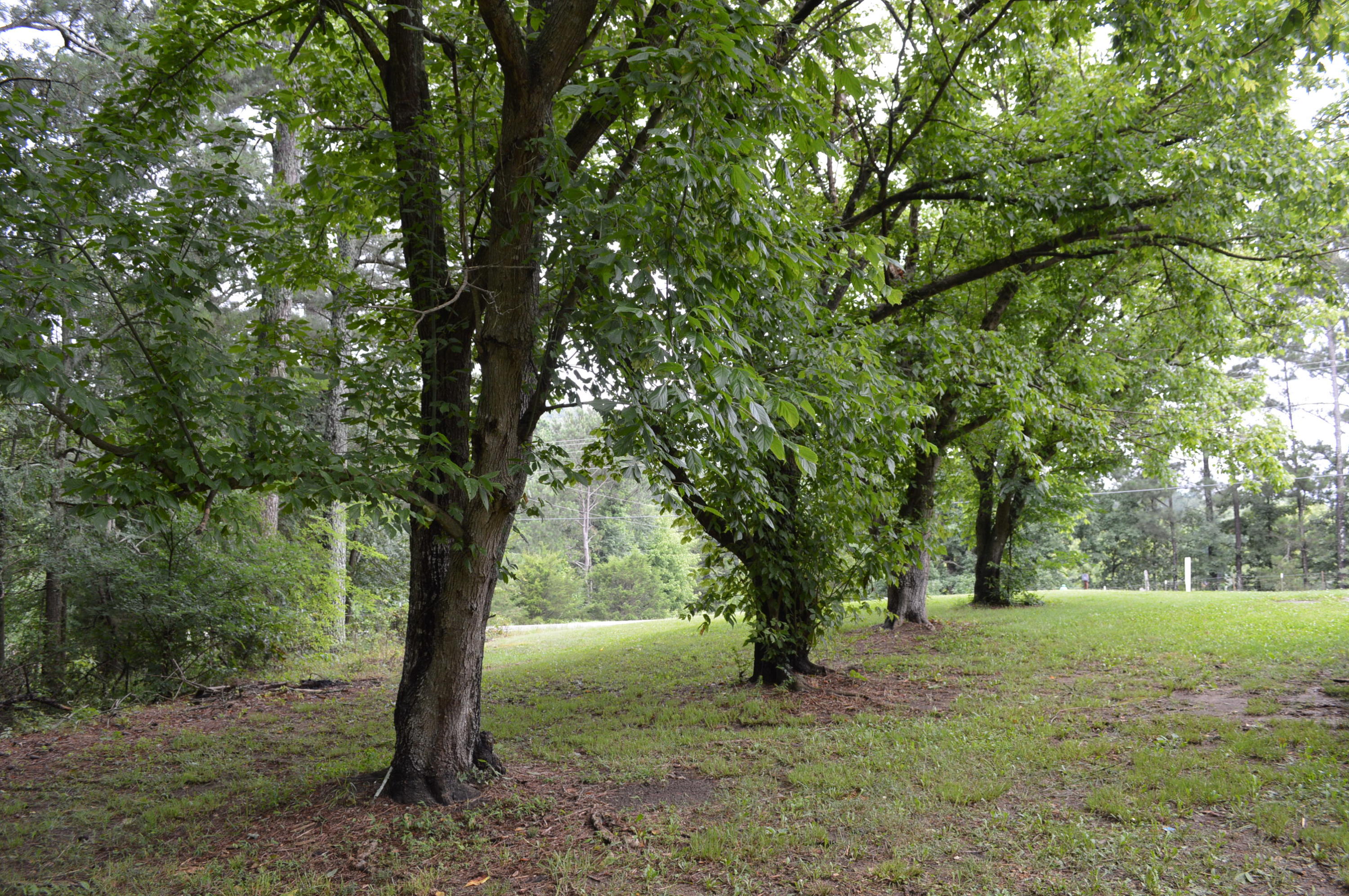 2374 East Emerson Road Cohutta, GA 30710 - Photo 38 of 39 DSC_1370