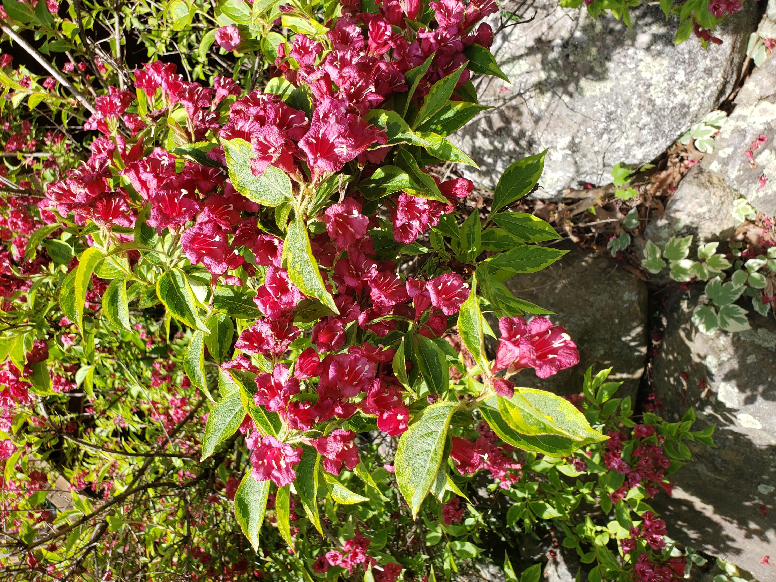 1158 Weeks Mills Road Augusta, ME 04330 - Photo 24 of 69 flowers