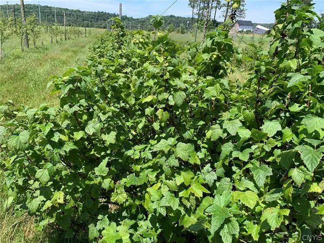 $280,000 | 646 State Highway, Harrisville, NY 13648