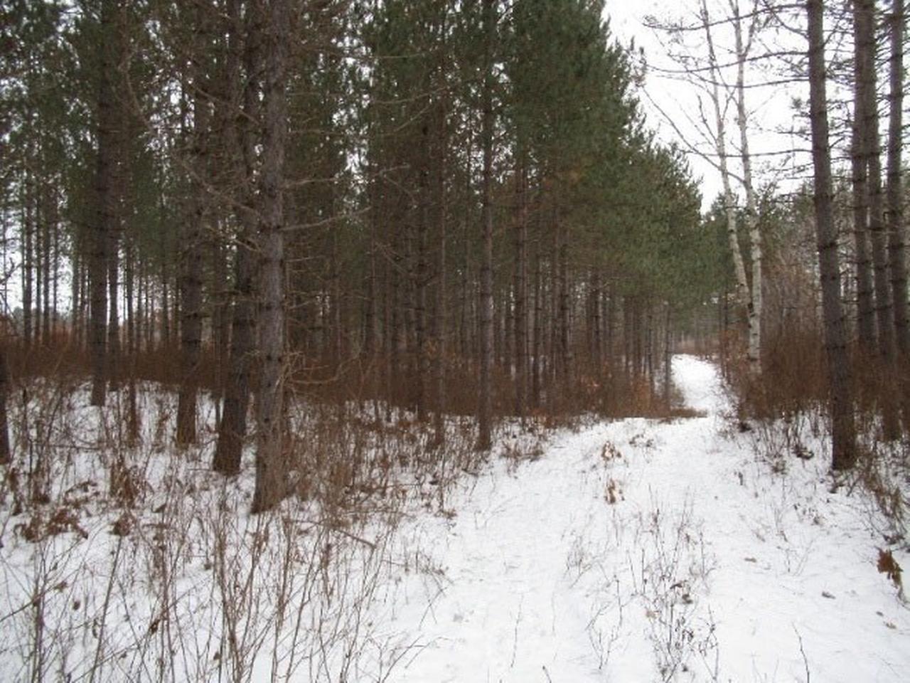 Near Swamp Lake Road Tomahawk, WI 54487 - Photo 21 of 22 Gallery Image 21