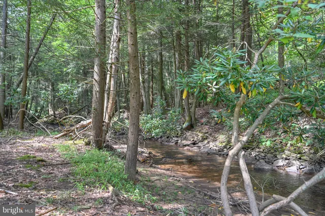 a view of a lush green forest with lots of trees