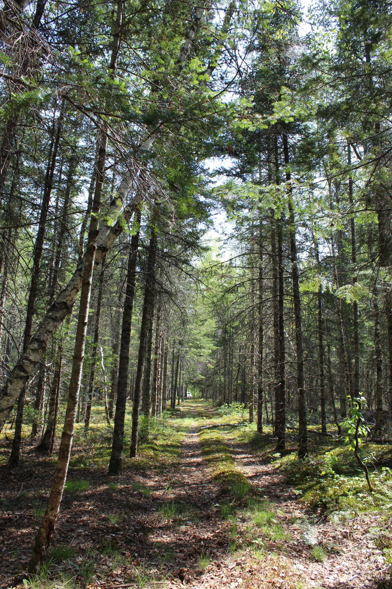 1136 Seboeis Road Howland, ME 04448 - Photo 31 of 37 trail/boundary line