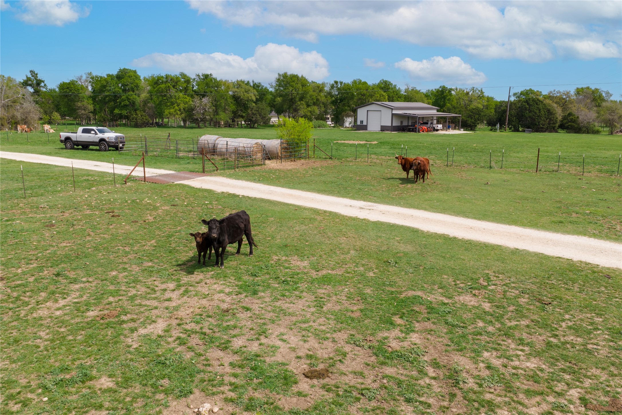 6200 Solana Ranch Road Salado, TX 76571 - Photo 27 of 38 Current Ag Use- cattle