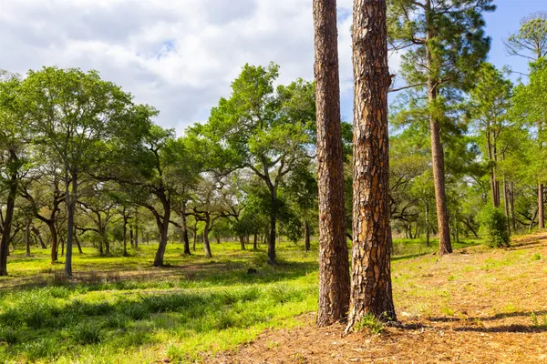 a view of a yard with trees