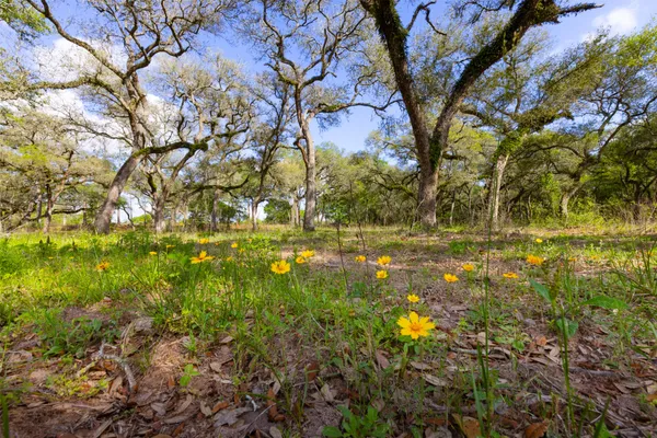 a view of yard with green space
