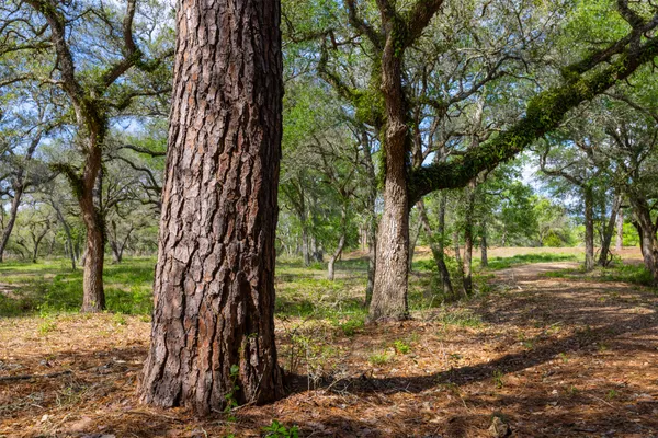 a view of a trees with a yard